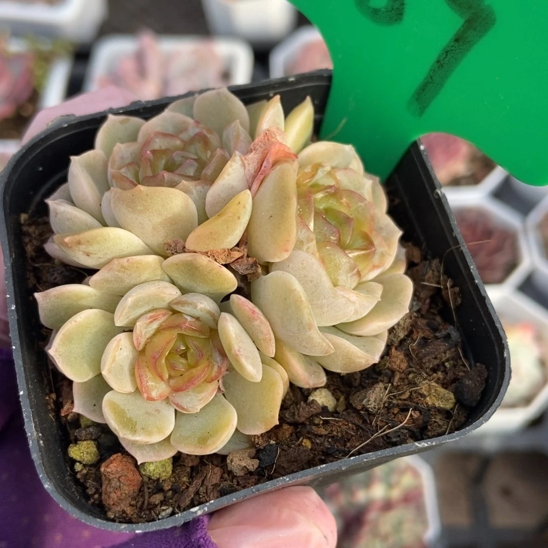 789容晶多肉植物保护