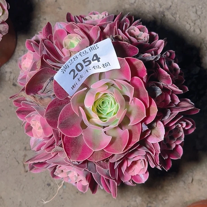 无花朵2054粉女巫多肉植物2号