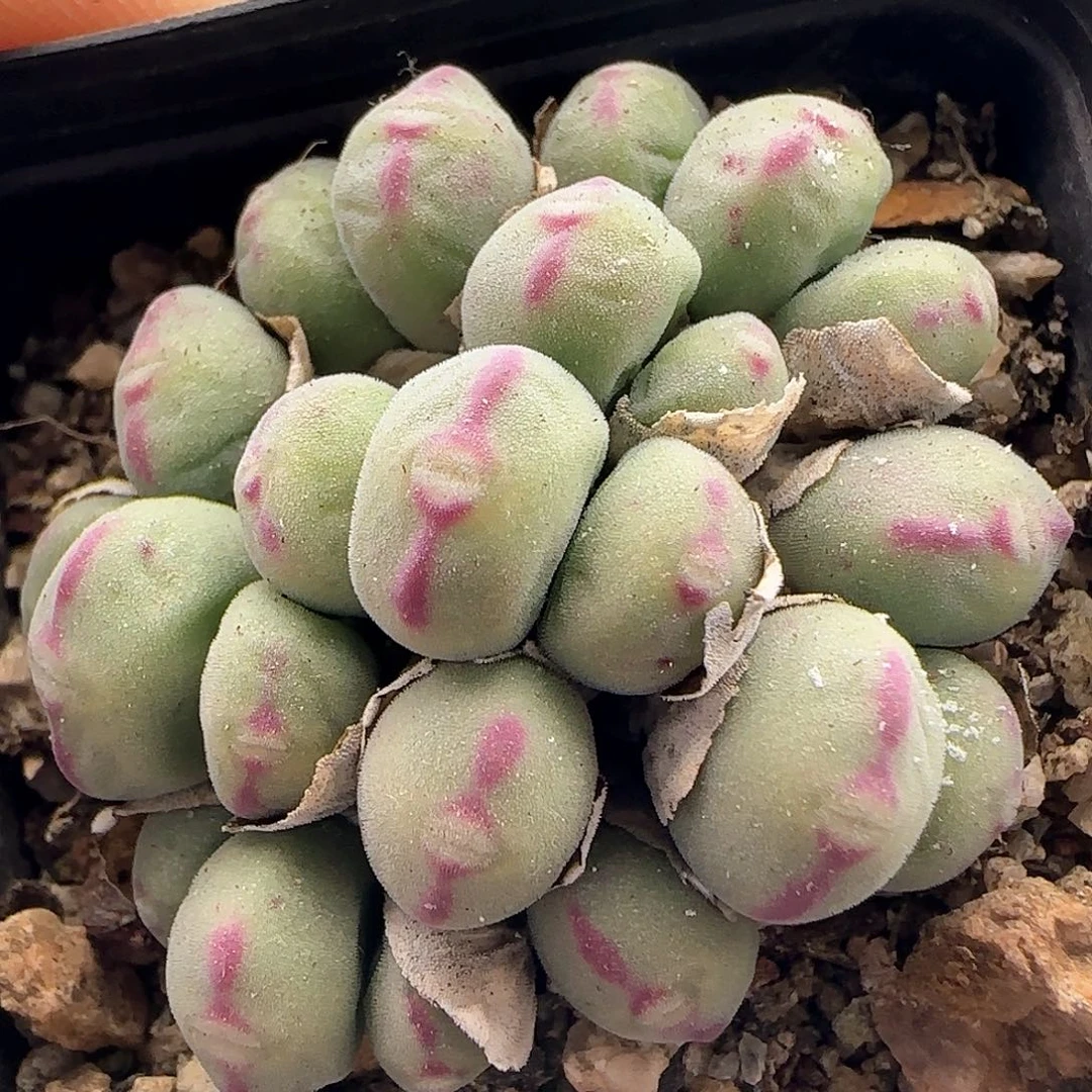 28包邮脱土发货28029