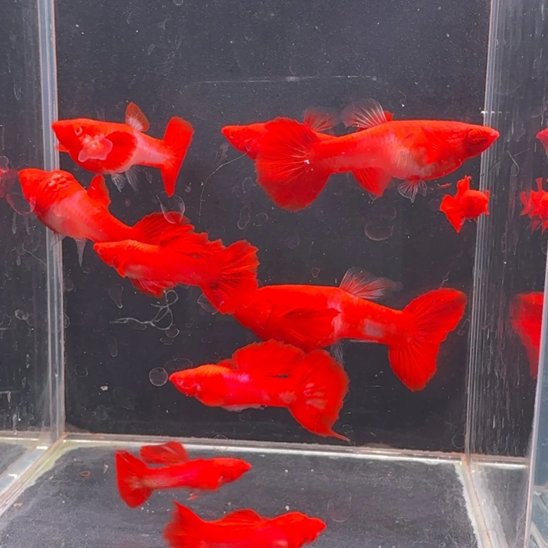 孔雀鱼瑕疵双分水5对 不死不包损