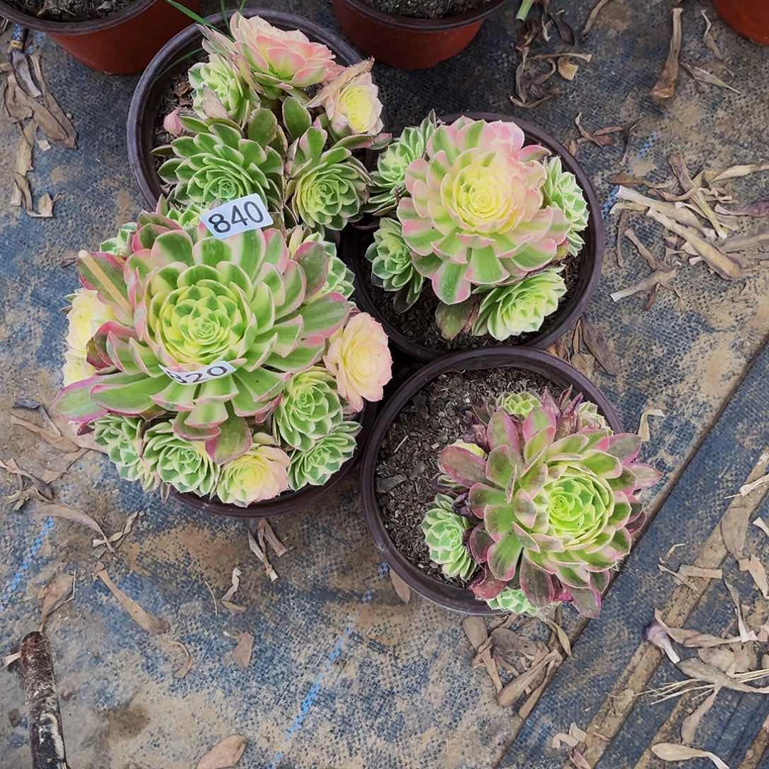 多肉植物840海鲜4颗