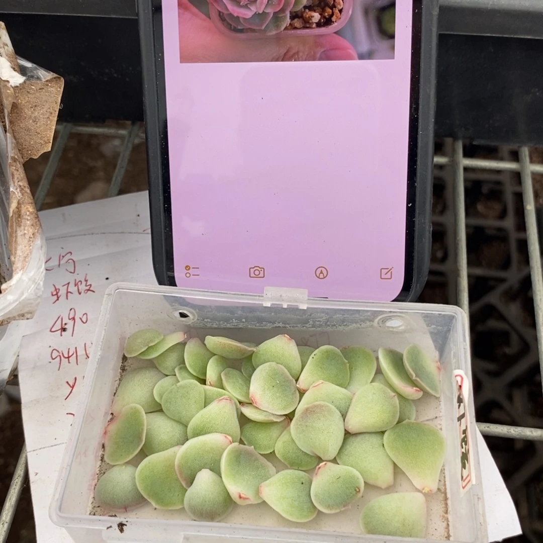 虾饺叶片一片多肉