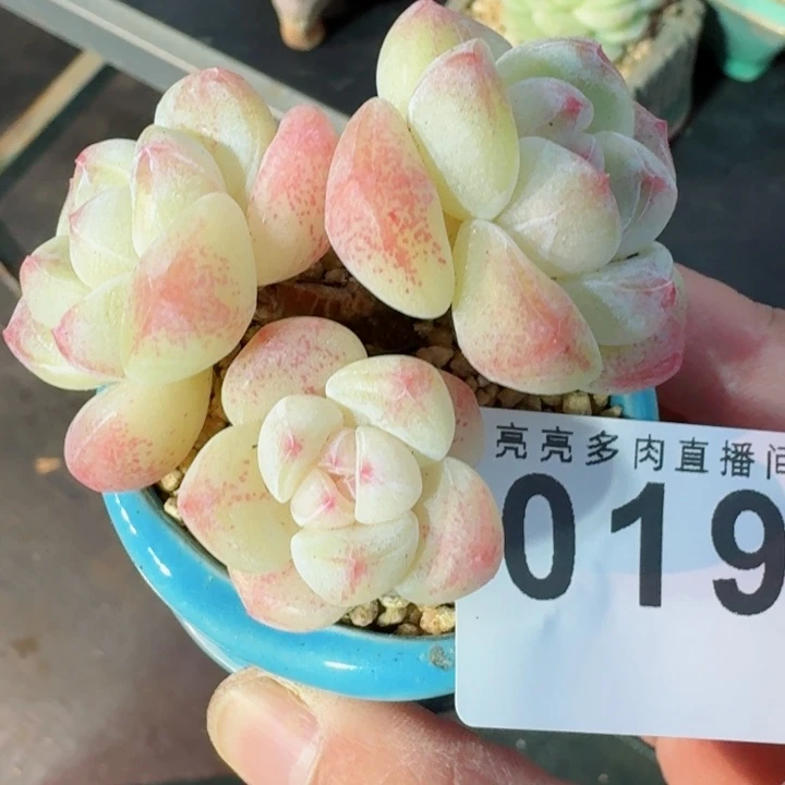 冰玉群生         精控精养多肉植物