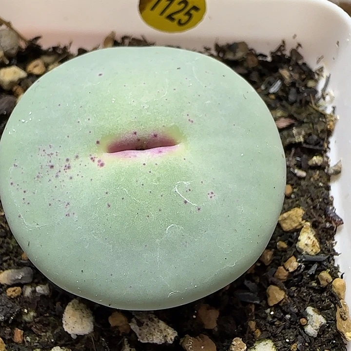 3.1厘米大红嘴11111111