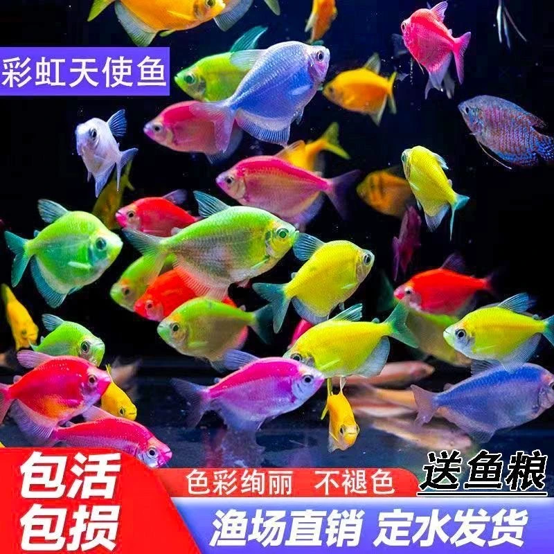 直播链接天使七彩热带鱼淡水热带群游观赏鱼糖果养易活