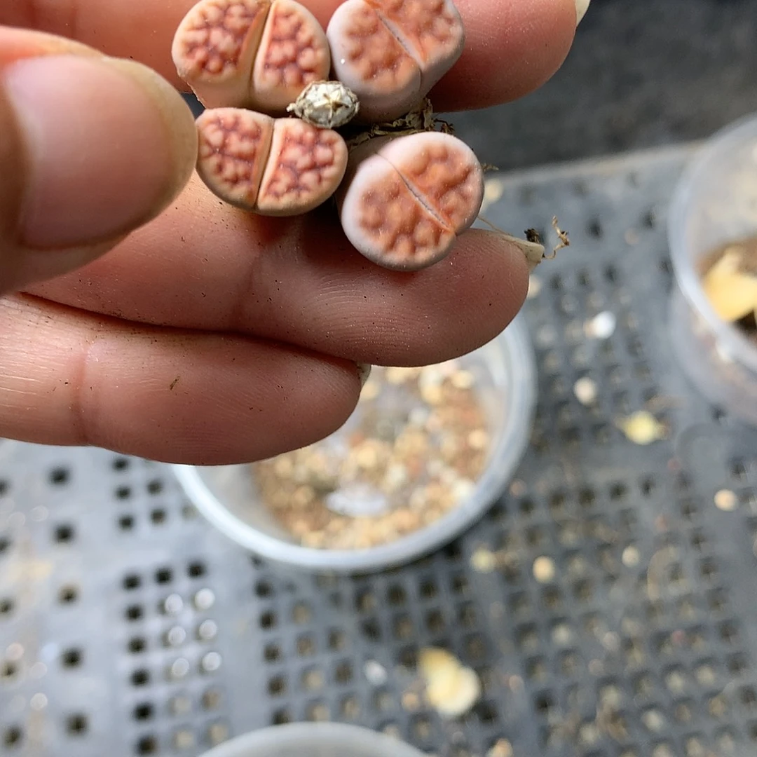 G314多肉植物保护研究所