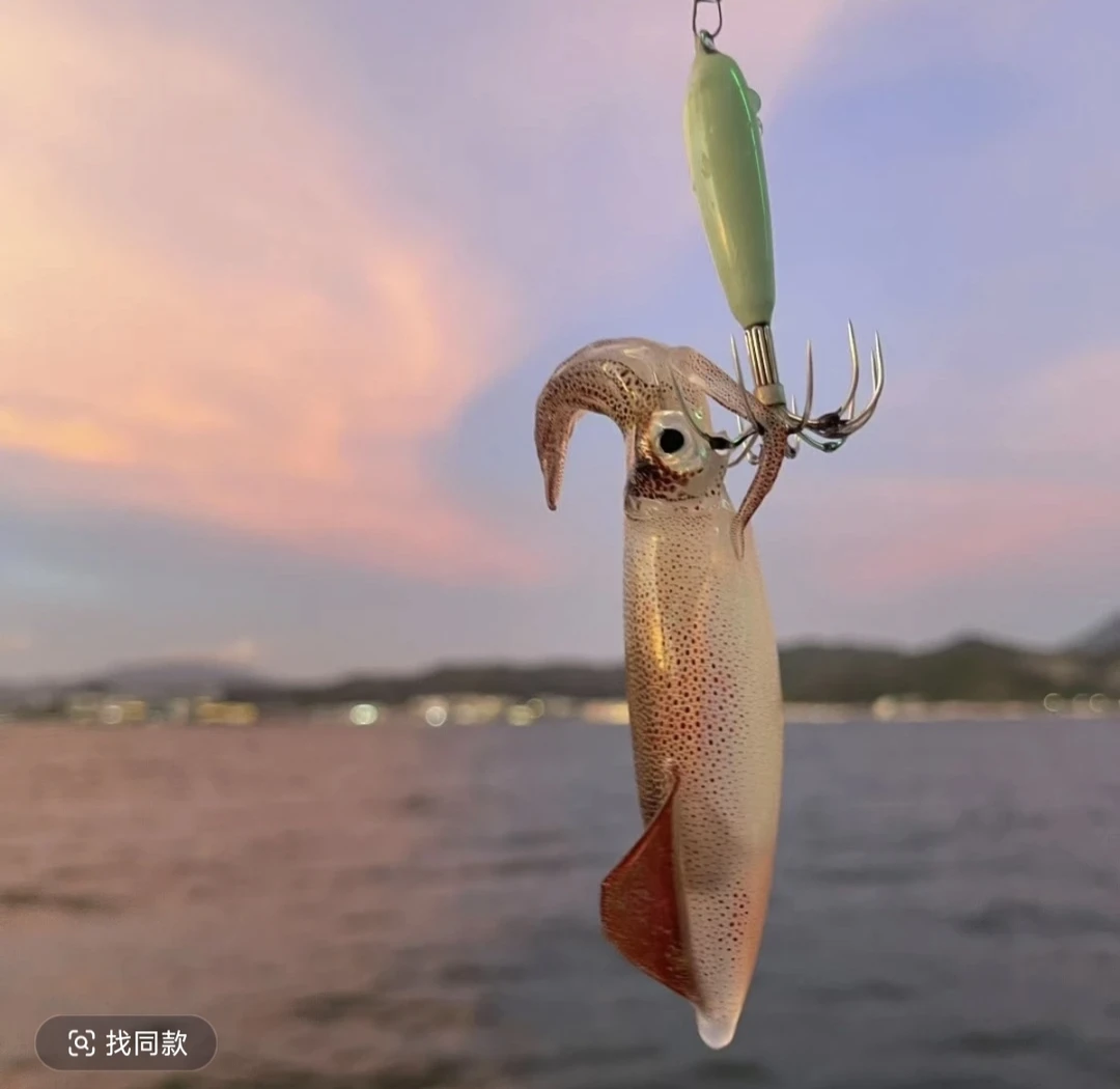 （手钓中管鱿鱼)海兔 包脆包甜不缩水