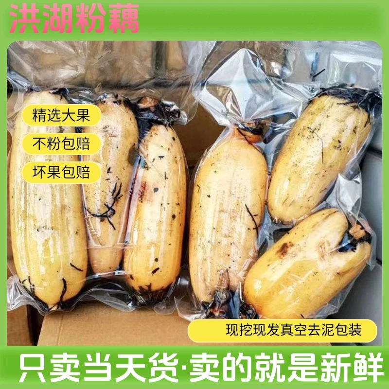 偏远地区洪湖粉藕九孔莲藕专供版