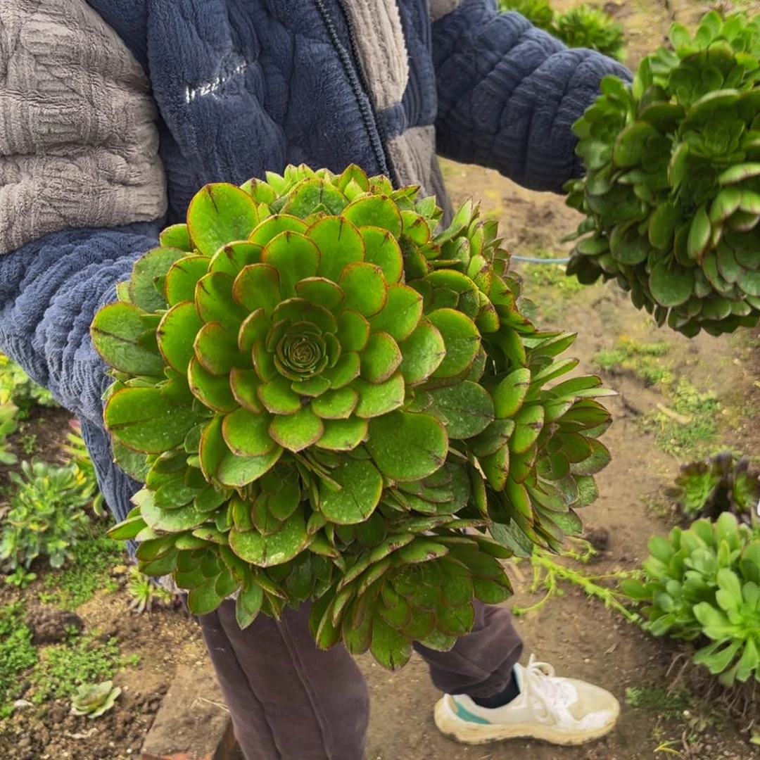 拉丝万圣节多肉植物