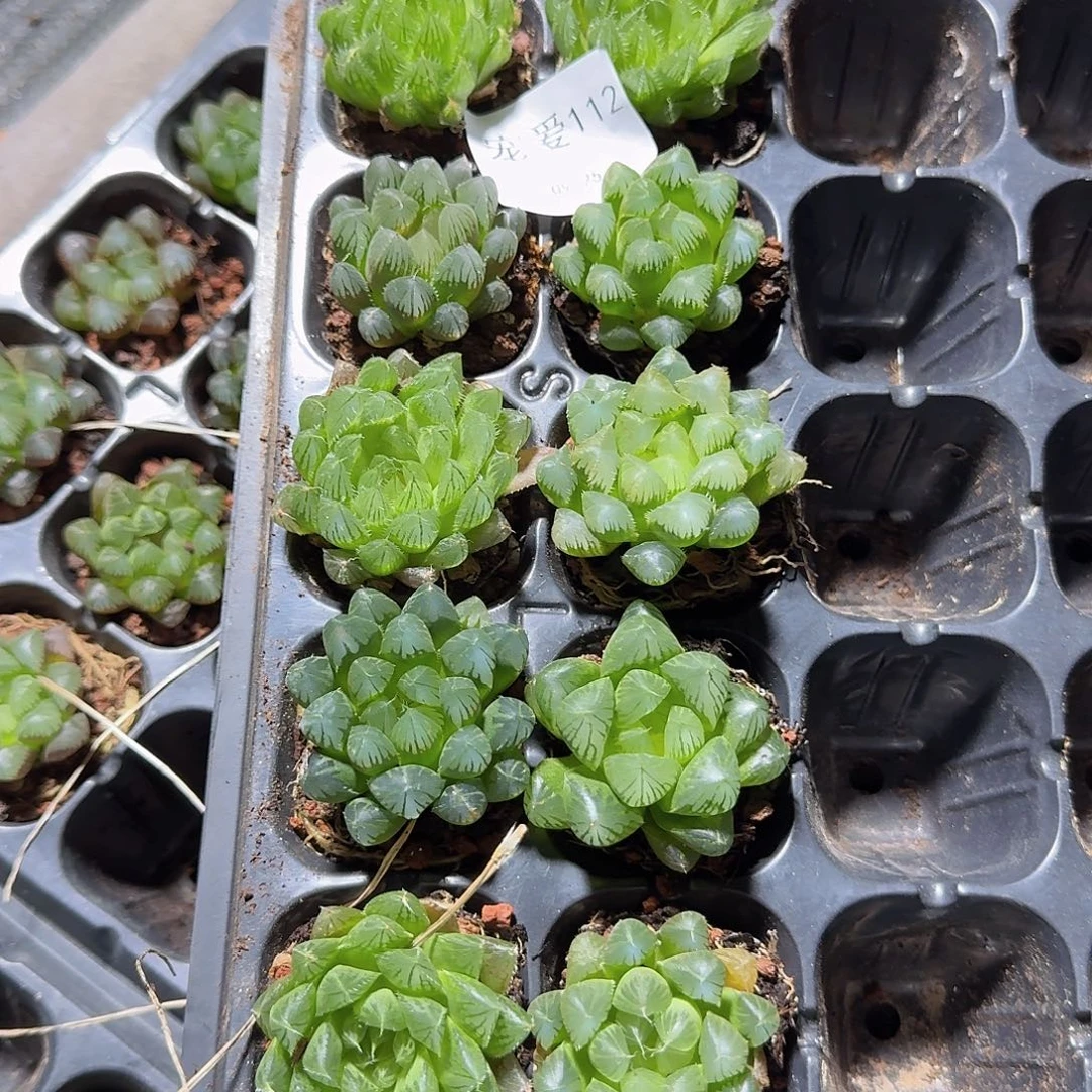 直播福利一物一拍112