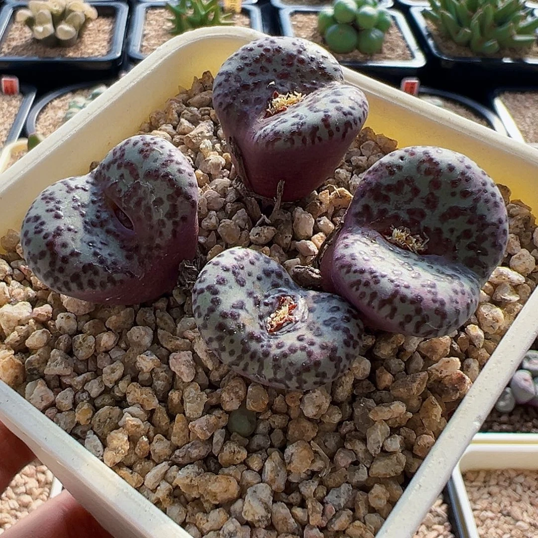无花朵安珍带盆发货