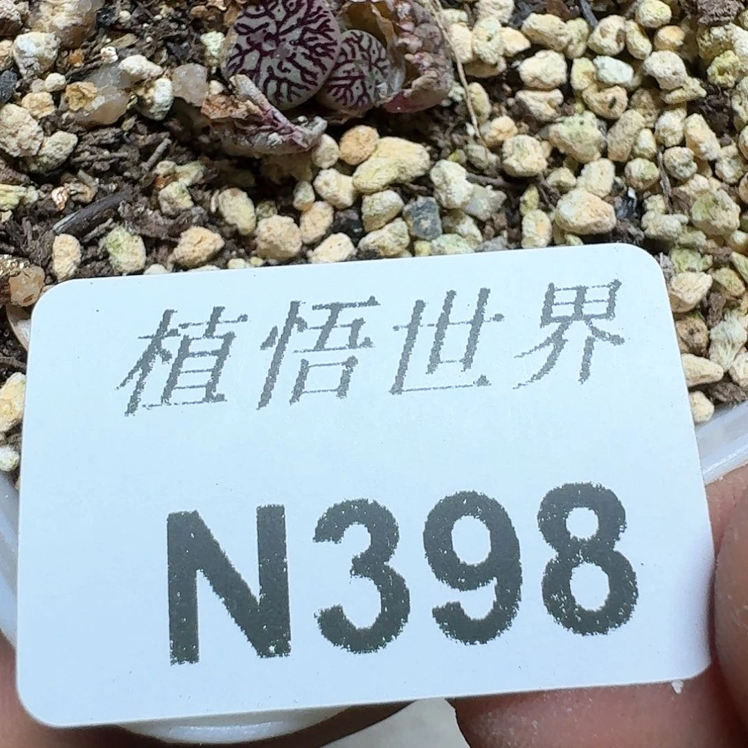 398号多肉植物哇哇c