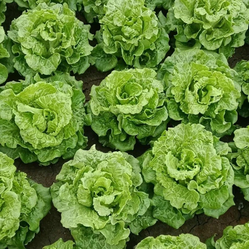 【农家自种生菜】河南特产新鲜生菜新鲜蔬菜生菜烤肉蔬菜沙拉青菜