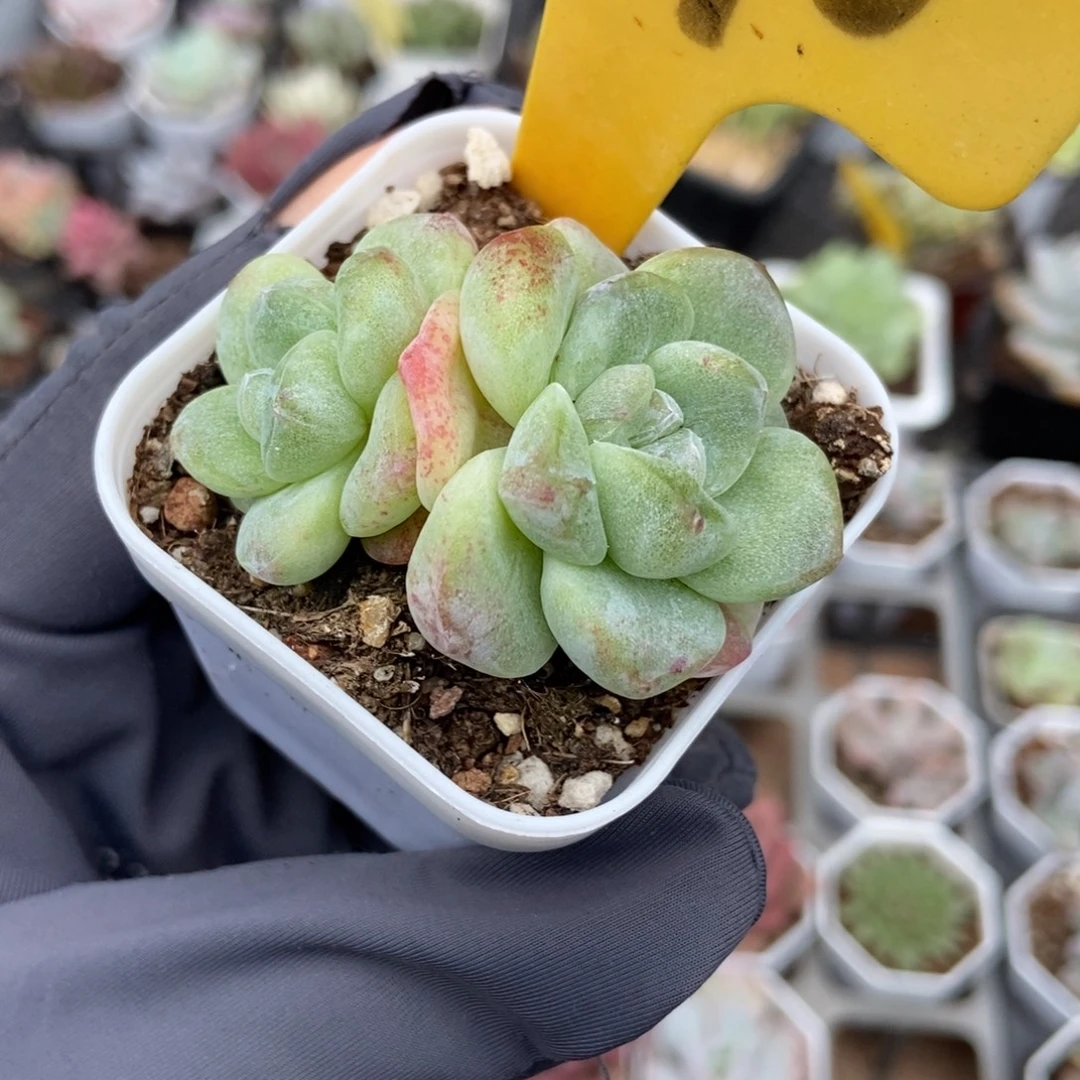 2096冰玉石化多肉植物