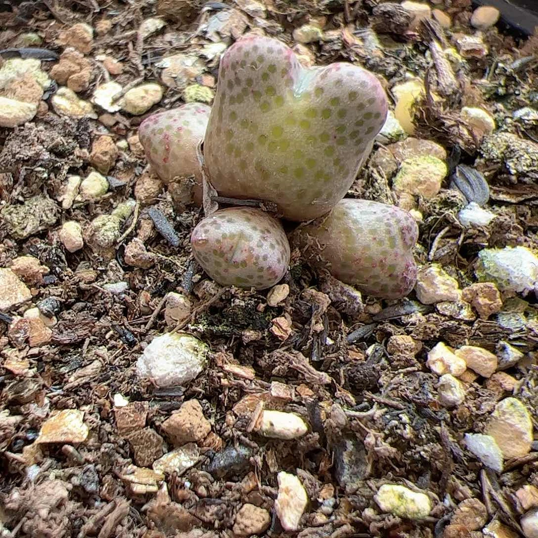 【闪购商品】智*184 草莓斑马