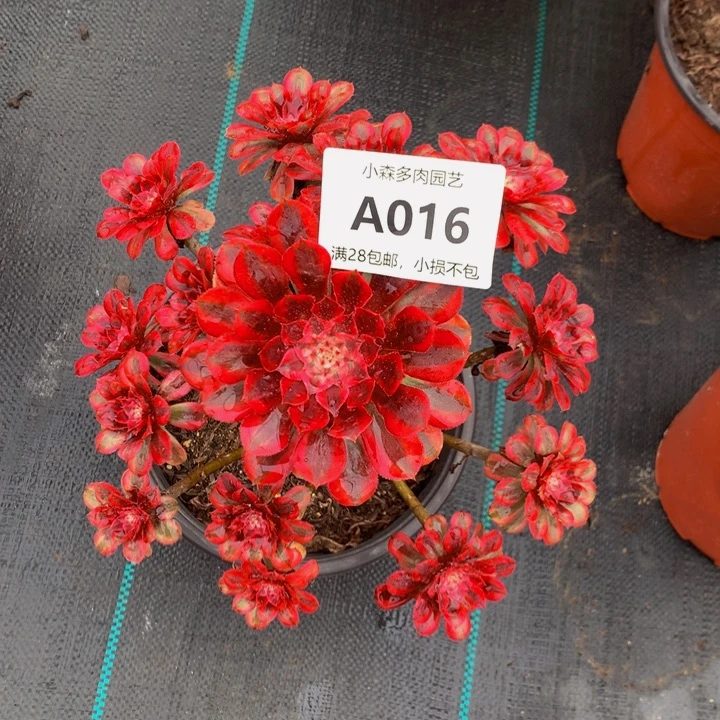 唐*016黑铜不包生死