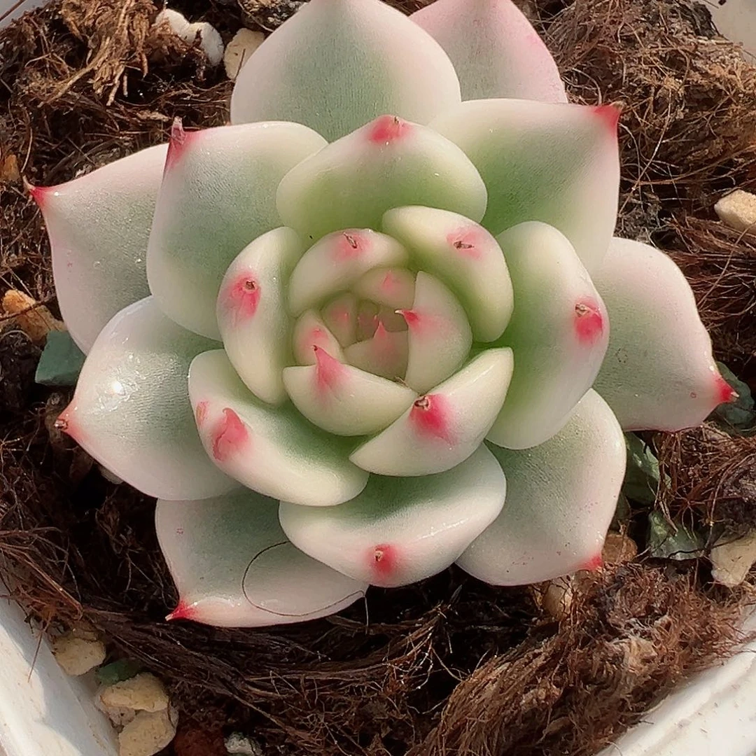 吉娃娃锦，覆轮锦