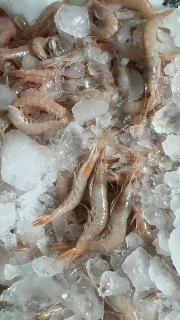 【东海野白聪虾3斤】深海海捕白虾白聪虾甜虾宝宝辅食新鲜上岸