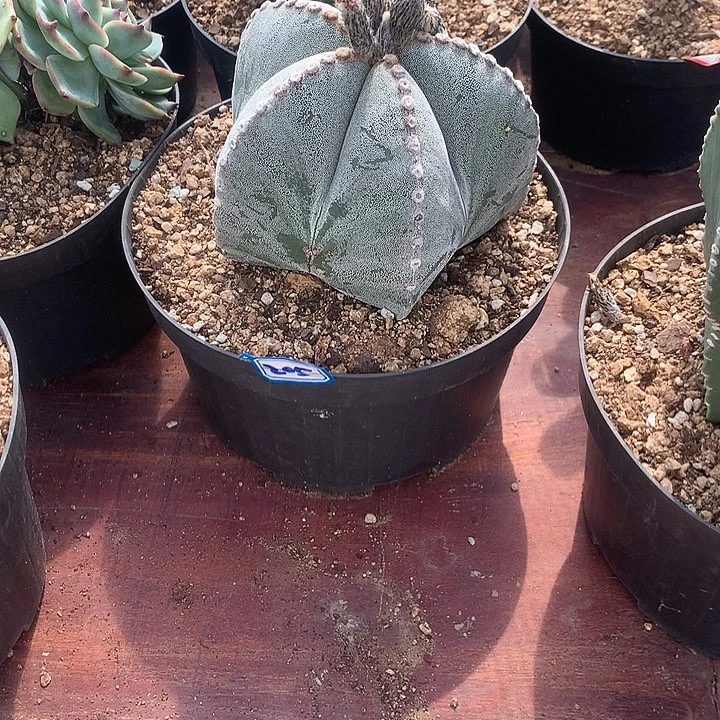 紫***酷一物一拍凤玉多肉205