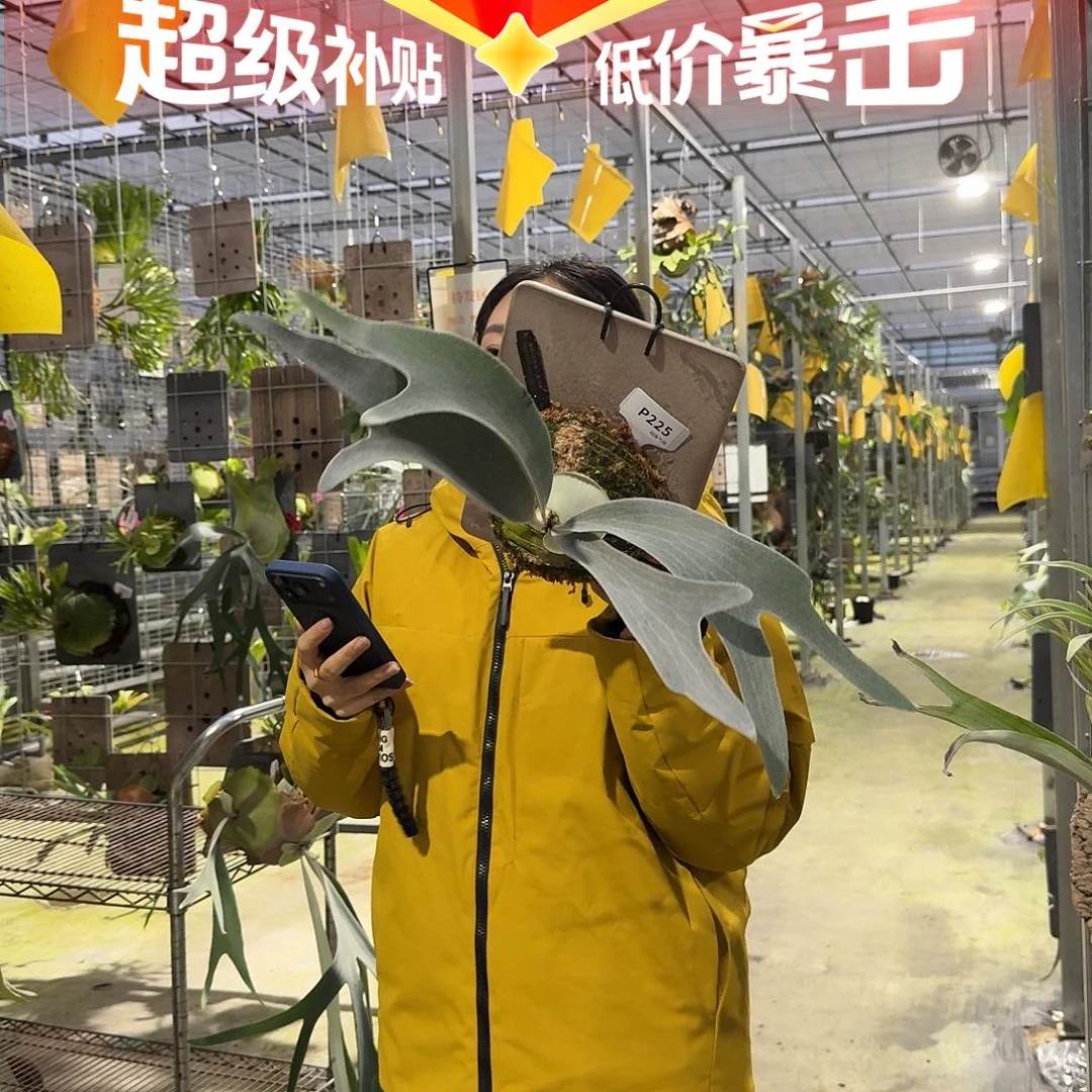 无花朵P225-奥妙鹿角蕨