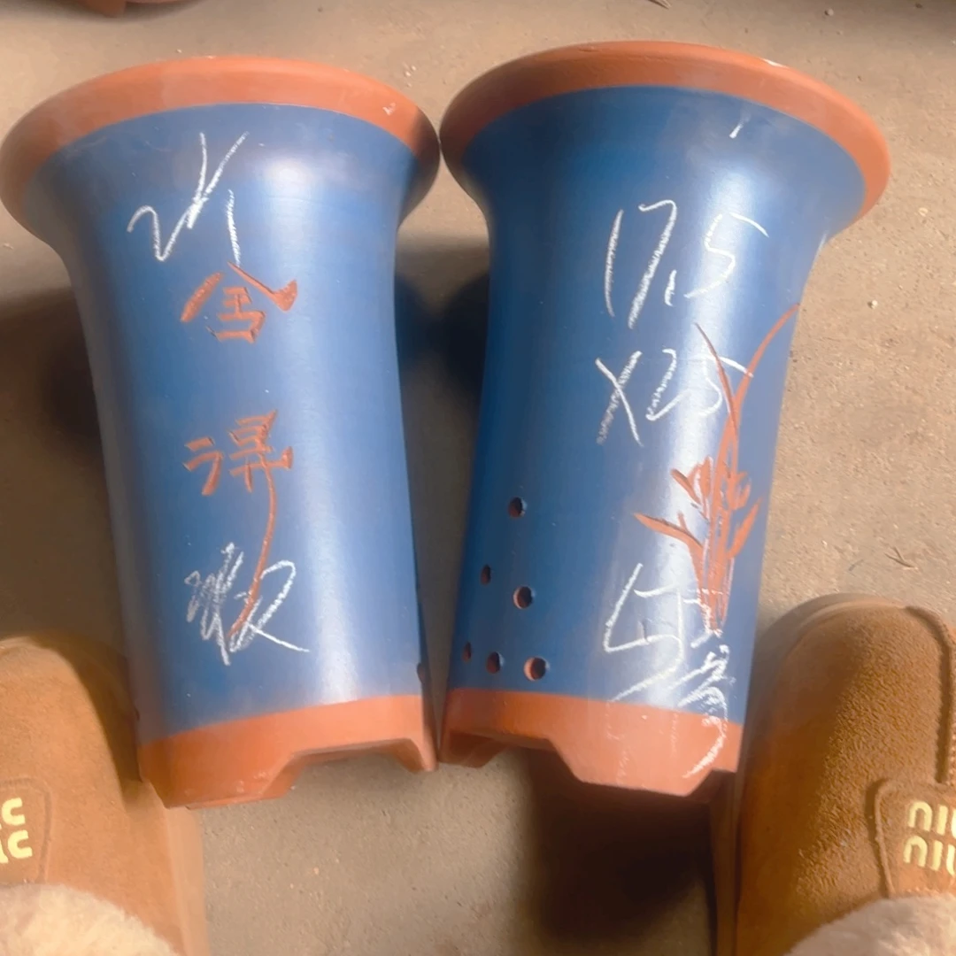 紫砂5号…………………………