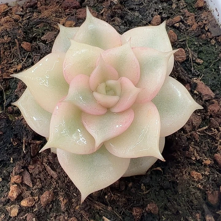 贝加尔湖锦单头000002