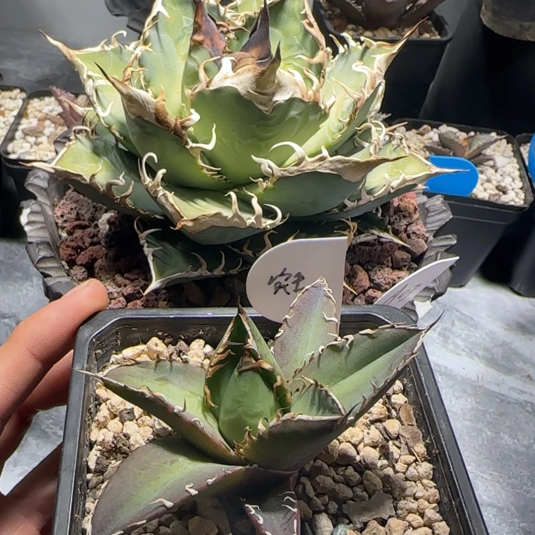 A03仁王冠龙舌兰芽子
