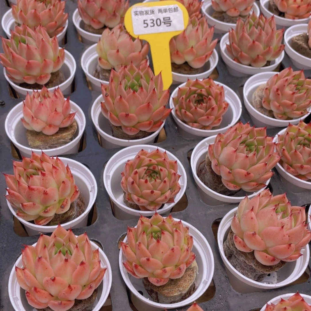 530号 间谍 青椒单头2个