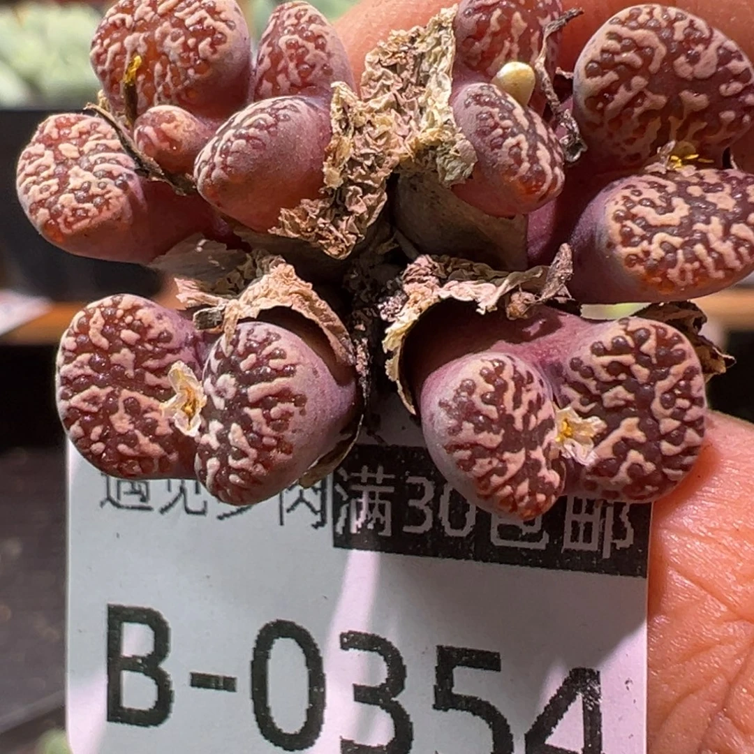 354 多肉植物111111111111
