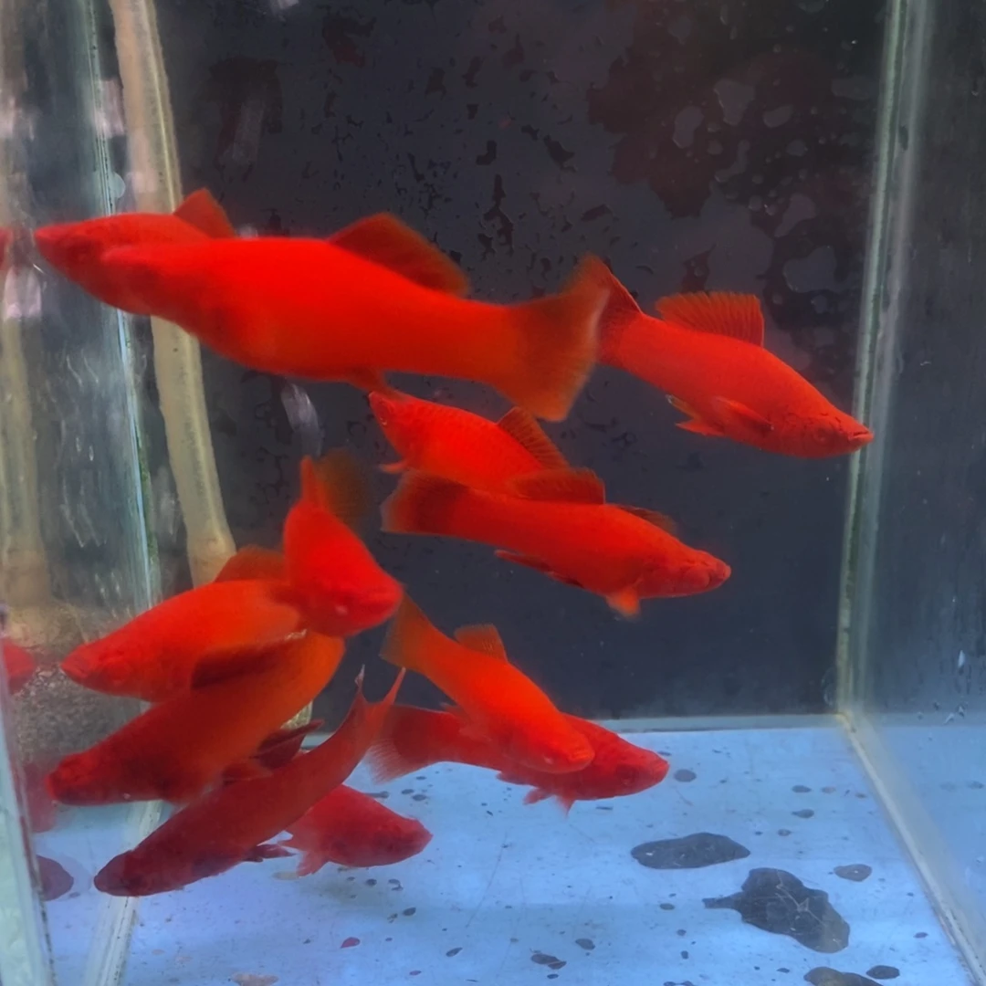 红剑鱼小红剑四厘米左右10条鱼