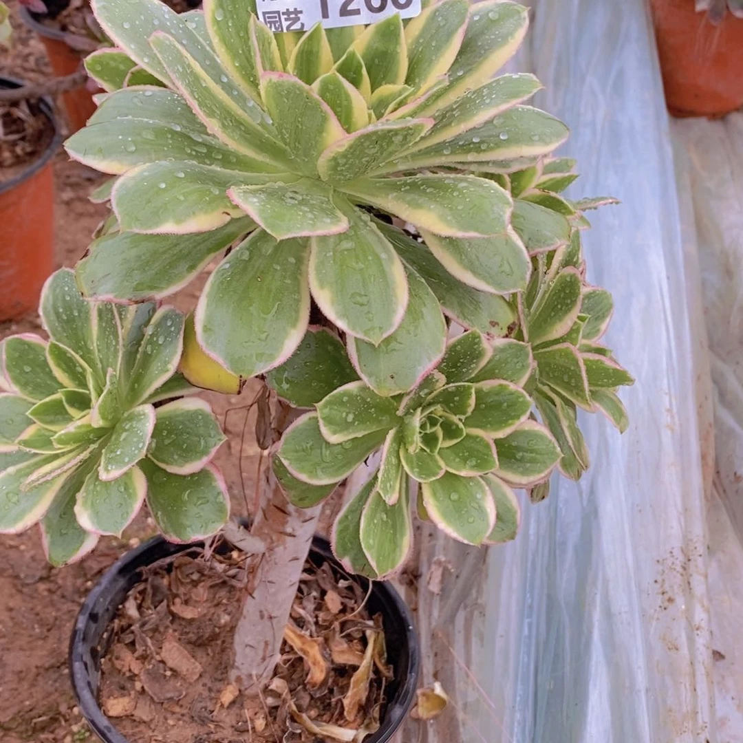 1260 号一物一拍多肉植物