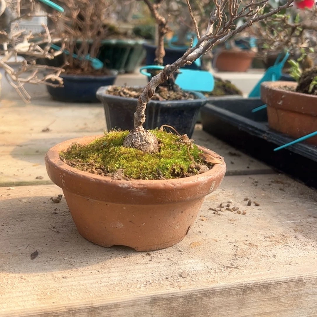 红陶A****s20顺丰到付。