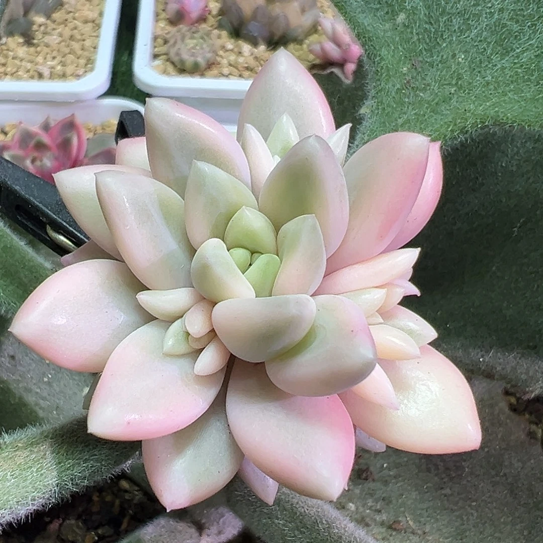 蜜桃啵啵锦带好多侧芽