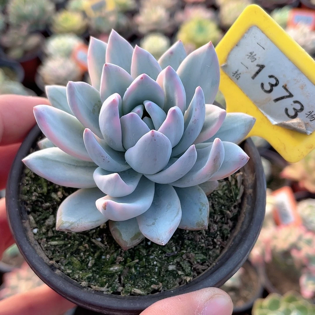 霜之朝锦1373号多肉