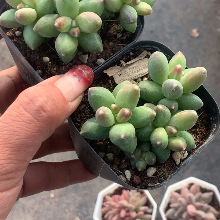 千代田群 （不满9.99发叶子冷地区不买保温扣一颗多肉）