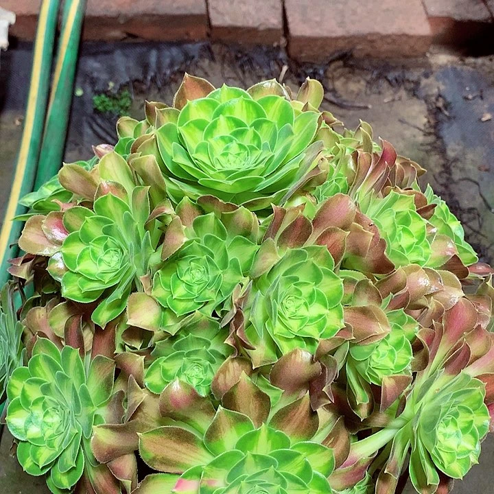 韶华捧花，多肉植物