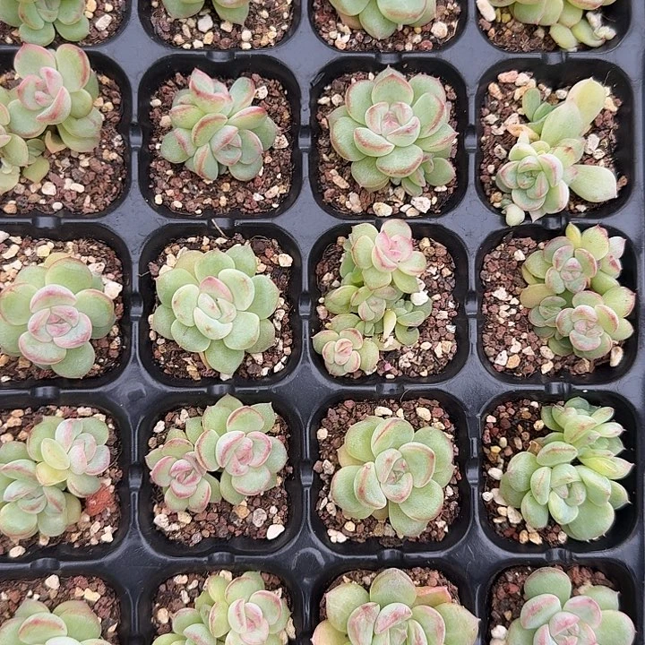 如图麦芽糖12穴盘苗随机3个一份