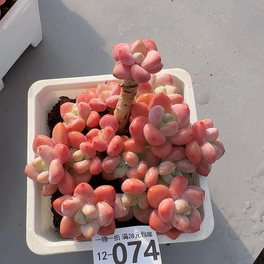 樱花洛神无盆土发发货