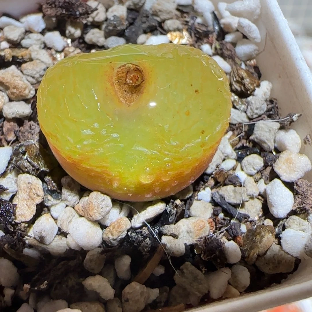 肉锥多肉植物百科-339