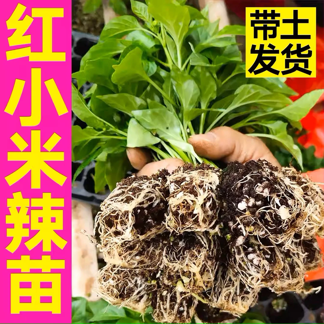 特辣红小米辣椒苗秧苗高产四季盆栽朝天椒红玉小米辣种子蔬菜苗
