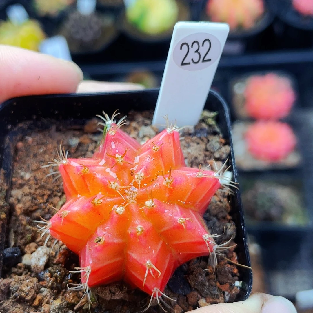 非偏远地区满25包邮裸根