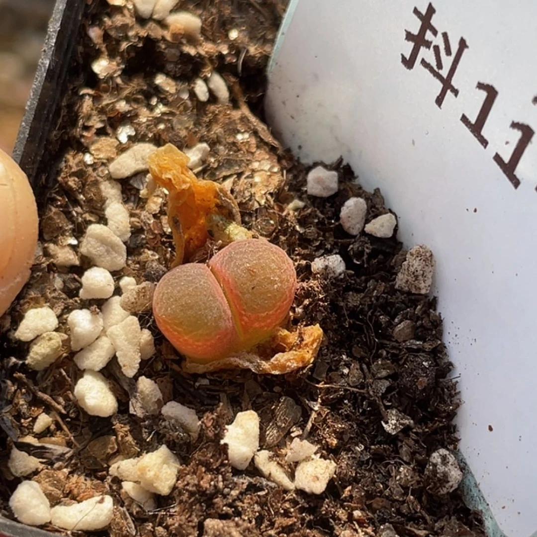 11-86红风铃多肉植物