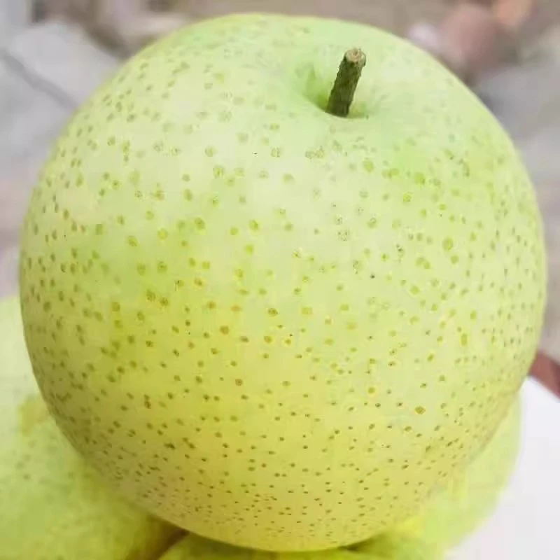 【清脆河北皇冠梨子5/10斤】装泡沫箱皮薄超甜当季新鲜水果黄冠梨