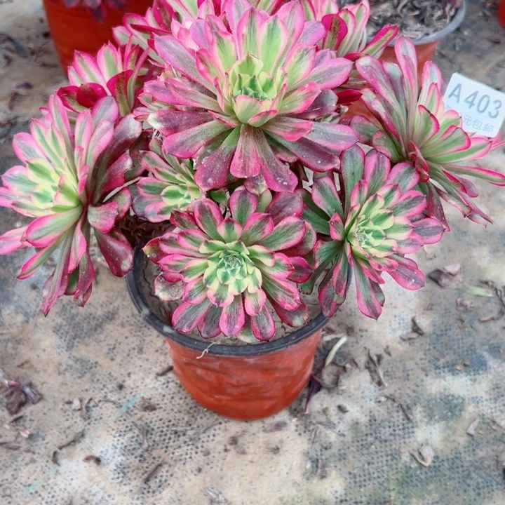 403舞天姬多肉植物