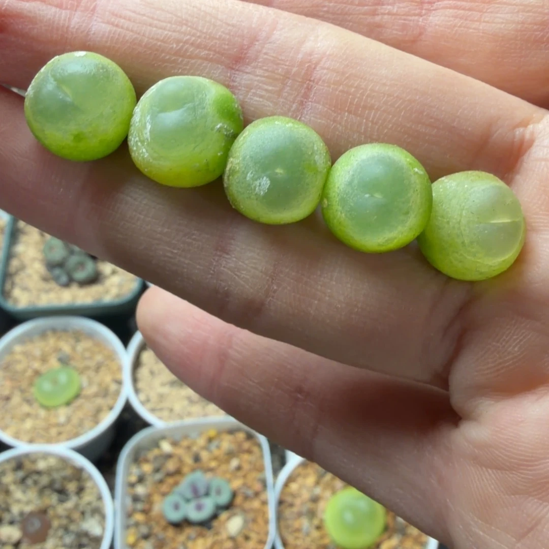 一手拉登2.5年1.3公分以上85号