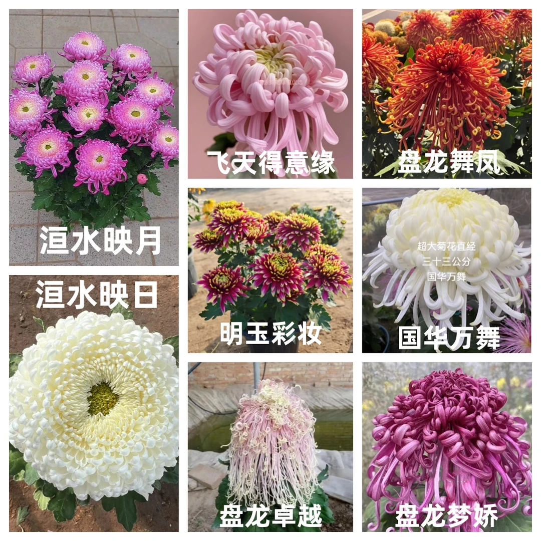 【得意缘+彩妆+映月+映日+舞凤+万舞+卓越+梦娇】8棵耐热耐寒易养活