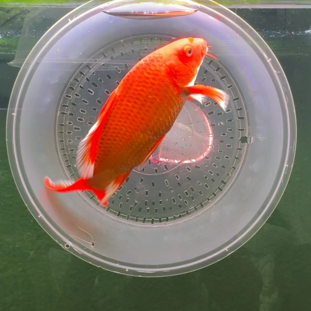 中国大陆红色蝴蝶鲤