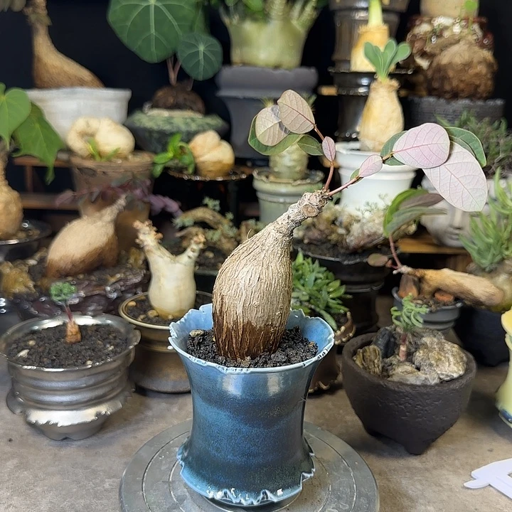 一物一拍老家奇艺油柑210