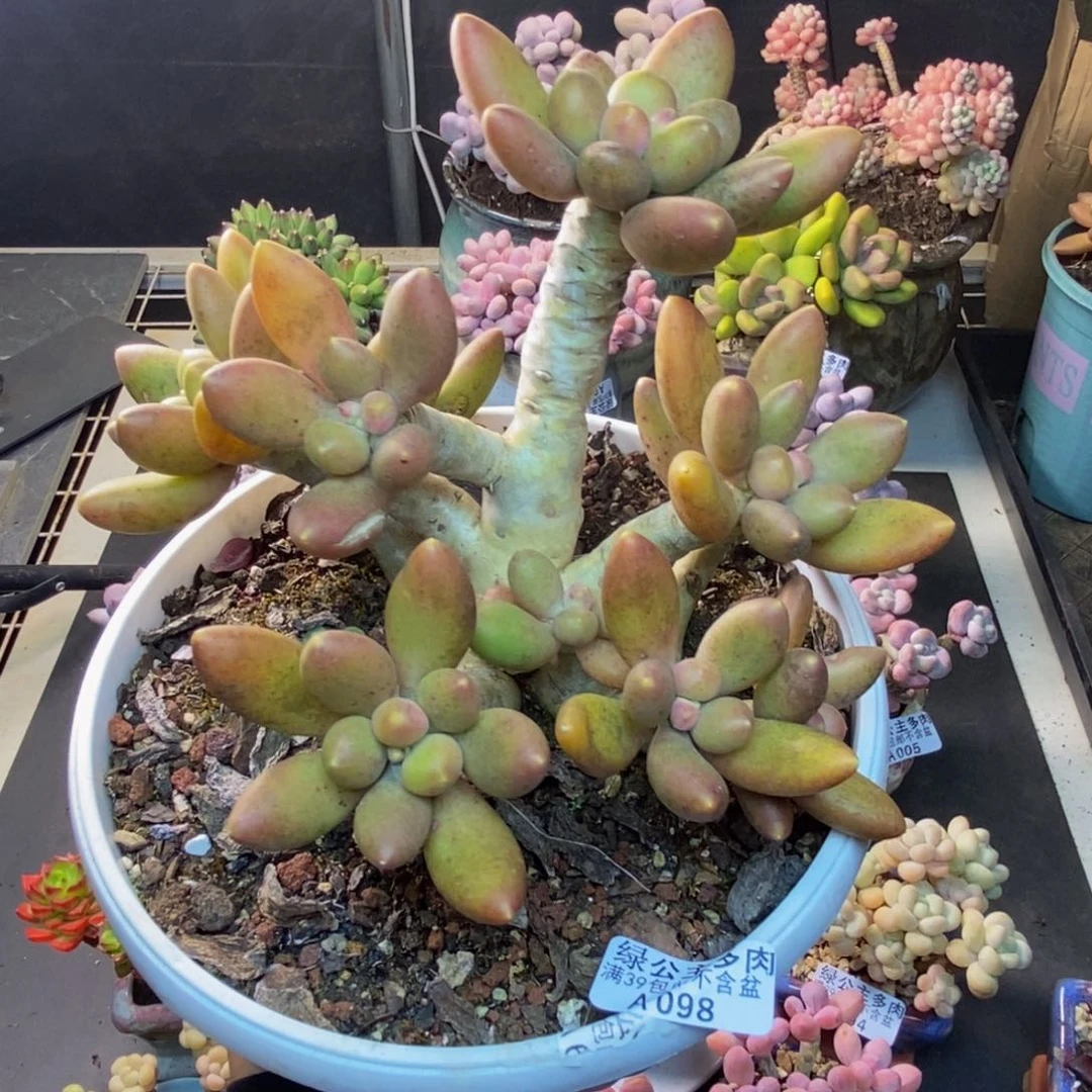 098芒果奶多肉17cm