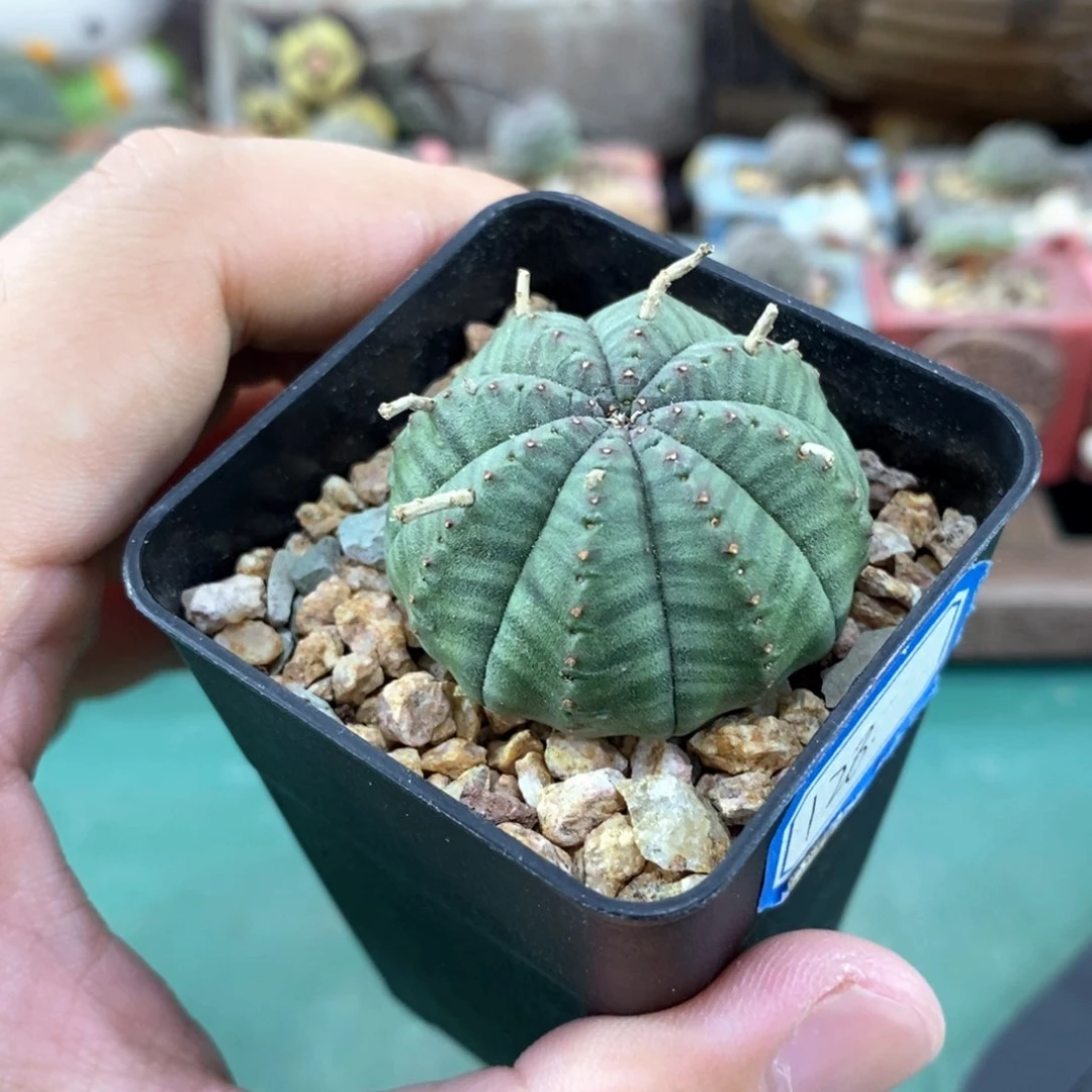 欧系实生布纹球多肉植物